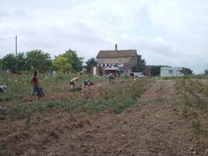 harvesting patatoes